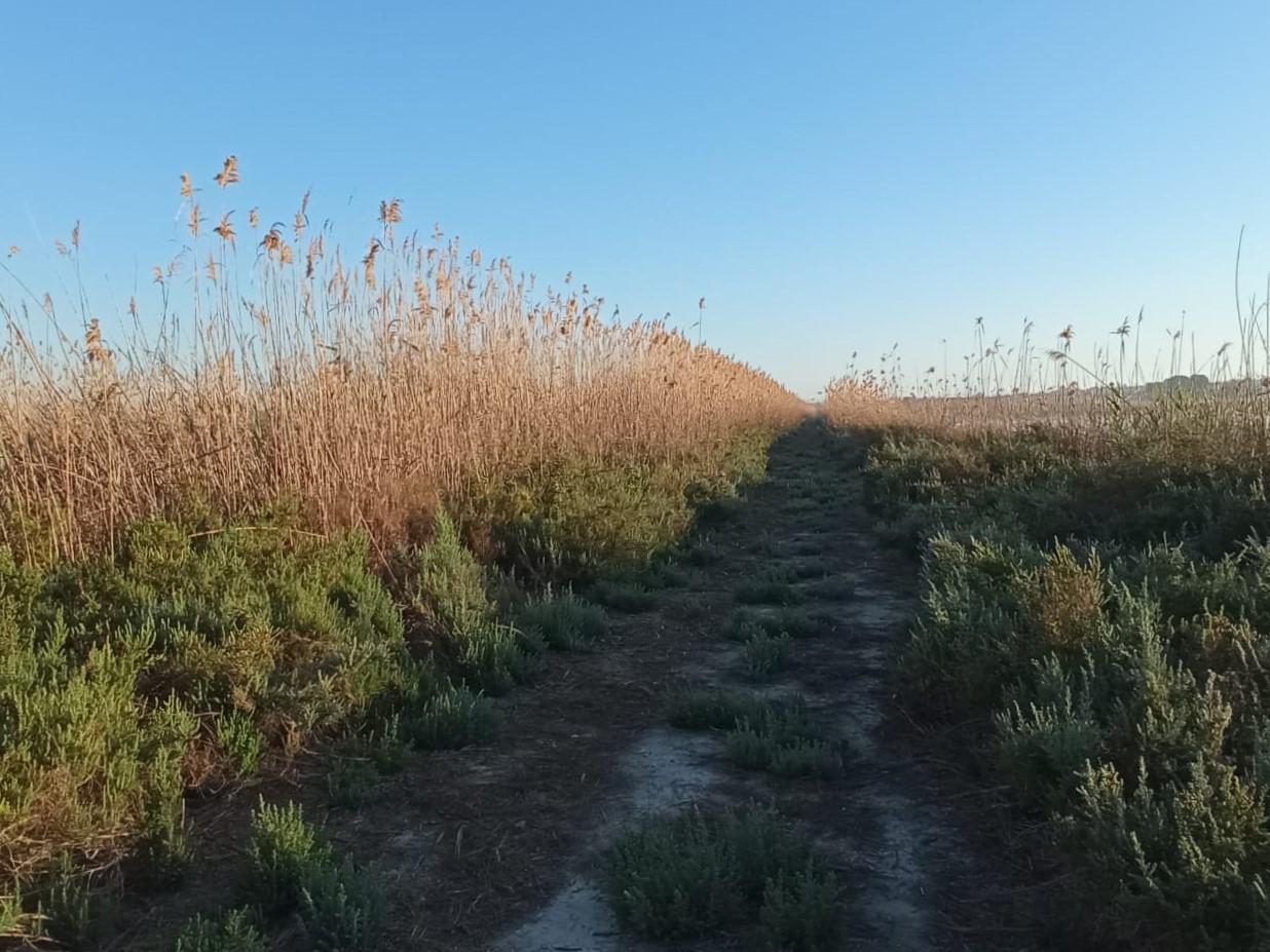Terreno en San Fulgencio