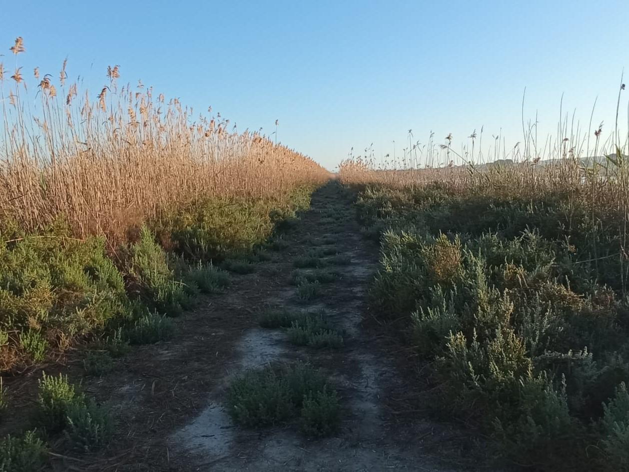 Terreno en San Fulgencio