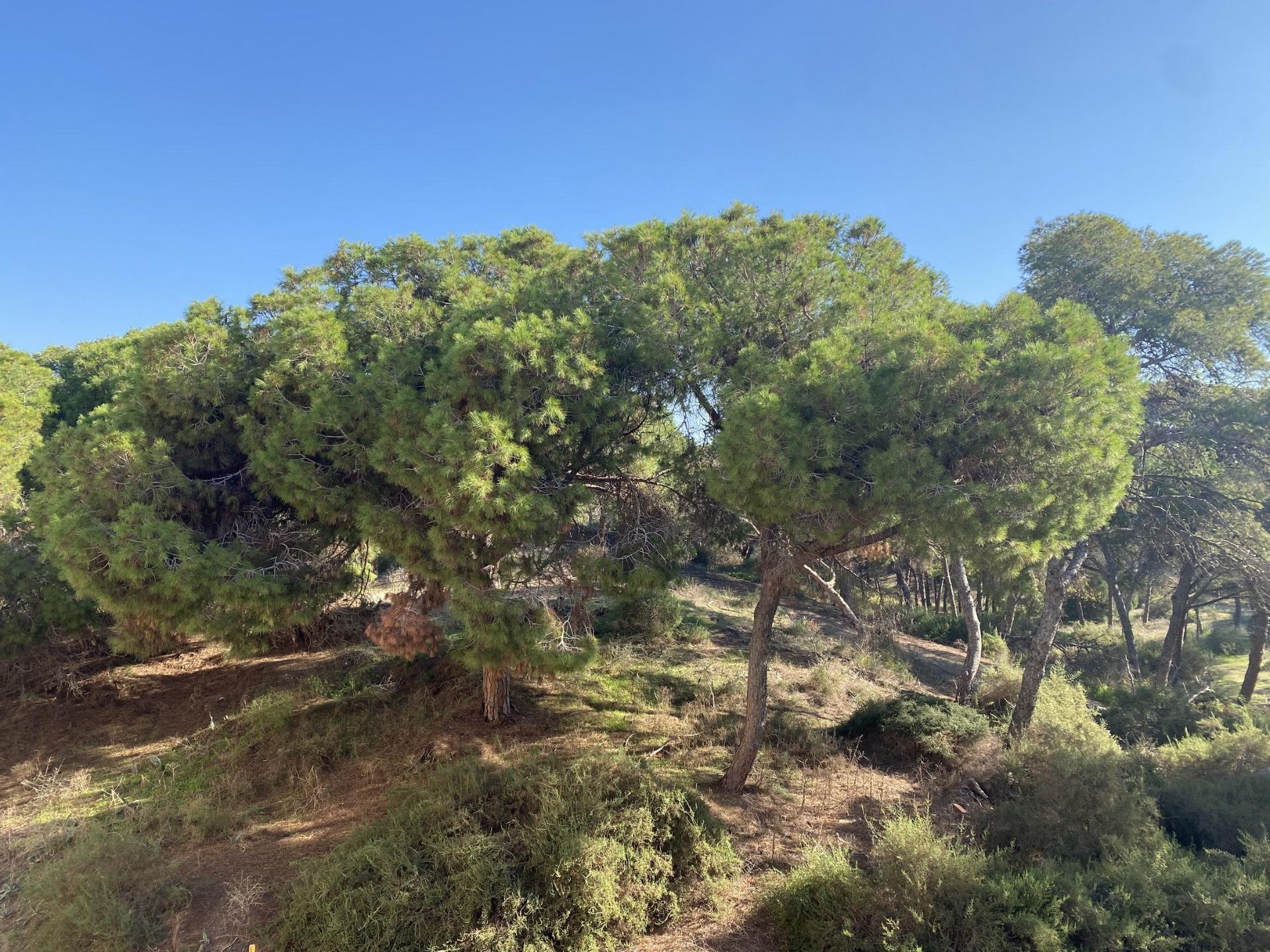 Ático de lujo frente al pinar en Guardamar — Vistas al mar y obra nueva