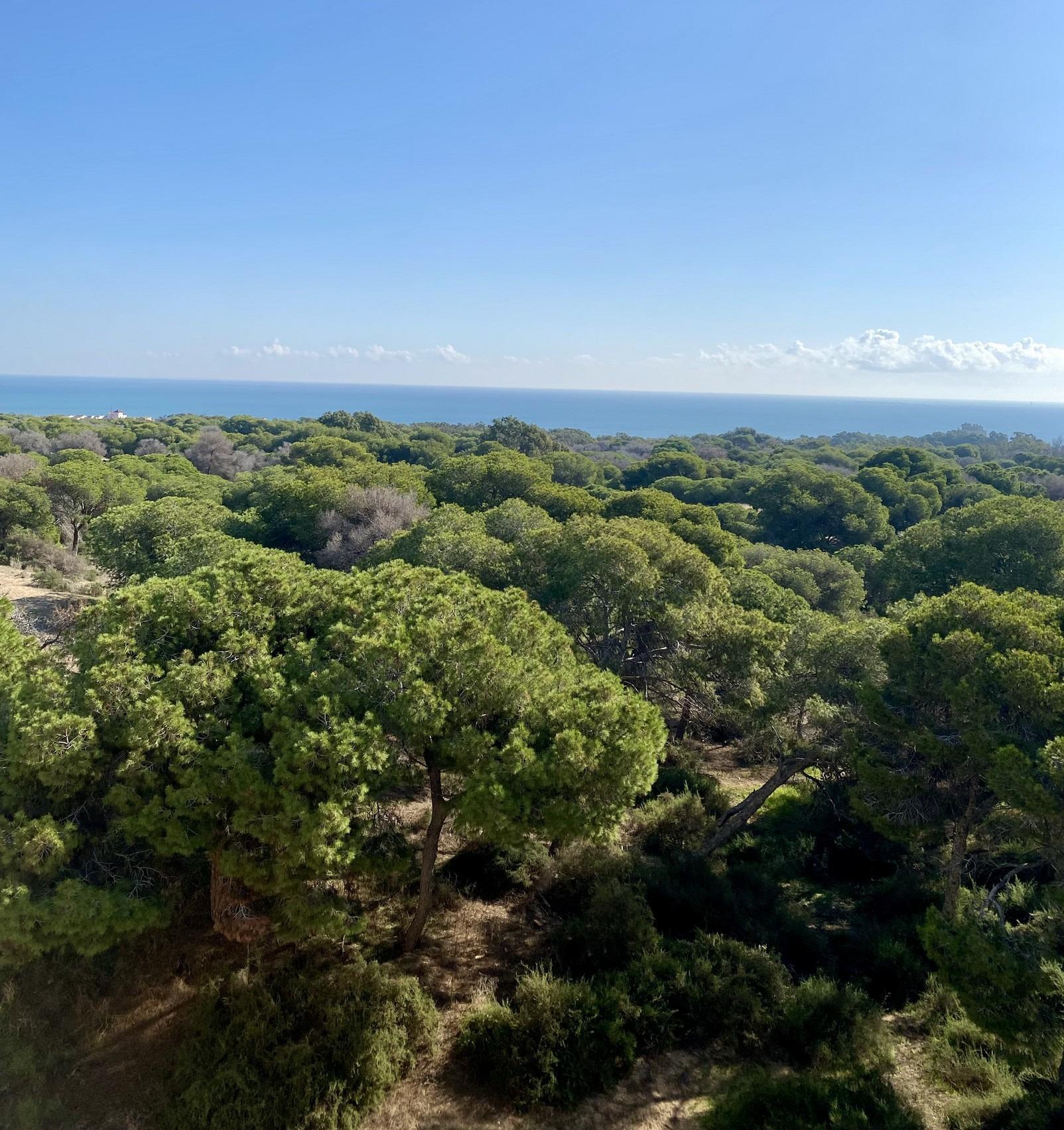 Ático de lujo frente al pinar en Guardamar — Vistas al mar y obra nueva